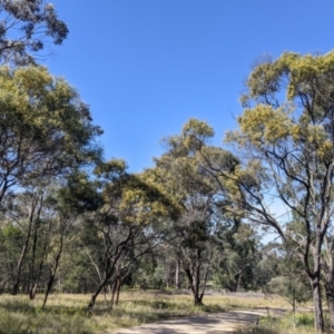 Acacia doratoxylon at Fargunyah, NSW - 9 Oct 2021 10:14 AM