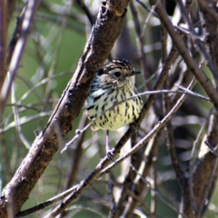 Pyrrholaemus sagittatus (Speckled Warbler) at Chapman, ACT - 16 Apr 2021 by Chris Appleton