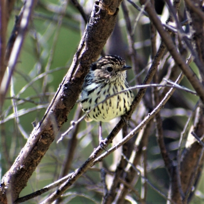 Pyrrholaemus sagittatus (Speckled Warbler) at Cooleman Ridge - 16 Apr 2021 by Chris Appleton