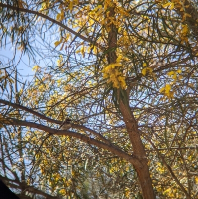 Rhipidura albiscapa (Grey Fantail) at Fargunyah, NSW - 9 Oct 2021 by Darcy