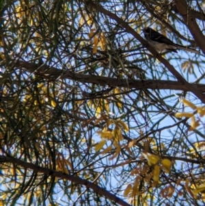 Rhipidura albiscapa at Fargunyah, NSW - 9 Oct 2021