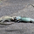 Intellagama lesueurii howittii at Acton, ACT - 18 Feb 2021
