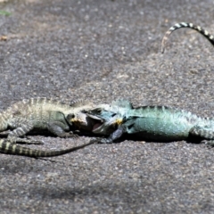 Intellagama lesueurii howittii (Gippsland Water Dragon) at Acton, ACT - 18 Feb 2021 by ChrisAppleton