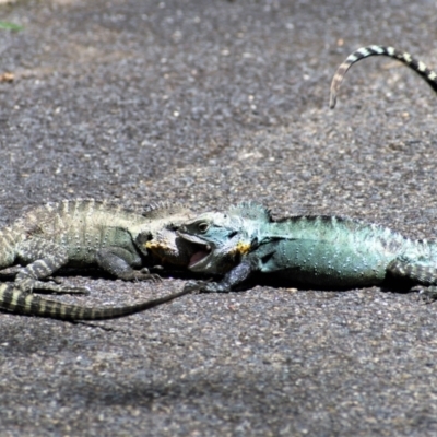 Intellagama lesueurii howittii (Gippsland Water Dragon) at Acton, ACT - 18 Feb 2021 by Chris Appleton