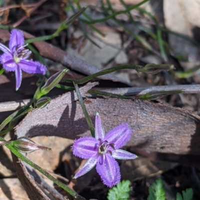 Thysanotus patersonii (Twining Fringe Lily) at Fargunyah, NSW - 8 Oct 2021 by Darcy