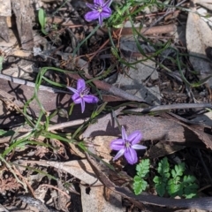 Thysanotus patersonii at Fargunyah, NSW - 9 Oct 2021 10:26 AM