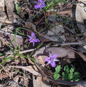 Thysanotus patersonii at Fargunyah, NSW - 9 Oct 2021