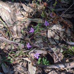 Thysanotus patersonii at Fargunyah, NSW - 9 Oct 2021