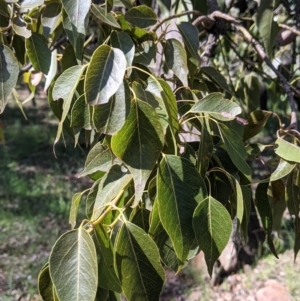 Brachychiton populneus at Fargunyah, NSW - 9 Oct 2021