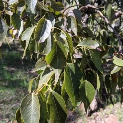 Brachychiton populneus (Kurrajong) at Fargunyah, NSW - 9 Oct 2021 by Darcy