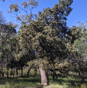 Brachychiton populneus at Fargunyah, NSW - 9 Oct 2021 10:27 AM