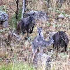 Osphranter robustus robustus (Eastern Wallaroo) at Cooleman Ridge - 6 Jan 2021 by Chris Appleton