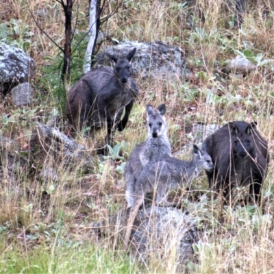 Osphranter robustus robustus (Eastern Wallaroo) at Cooleman Ridge - 6 Jan 2021 by Chris Appleton