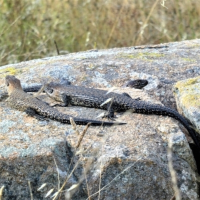 Egernia cunninghami (Cunningham's Skink) at Chapman, ACT - 17 Feb 2021 by ChrisAppleton