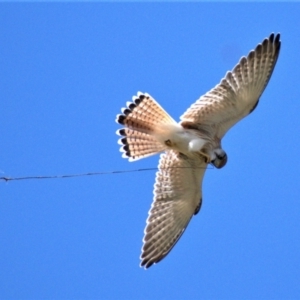 Falco cenchroides at Chapman, ACT - 22 Feb 2021 12:26 PM