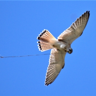 Falco cenchroides (Nankeen Kestrel) at Cooleman Ridge - 22 Feb 2021 by Chris Appleton