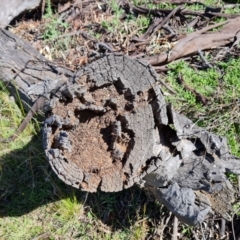 Papyrius sp. (genus) (A Coconut Ant) at Red Hill, ACT - 9 Oct 2021 by Mike