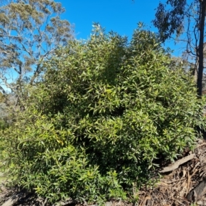 Olea europaea subsp. cuspidata at Jerrabomberra, ACT - 9 Oct 2021