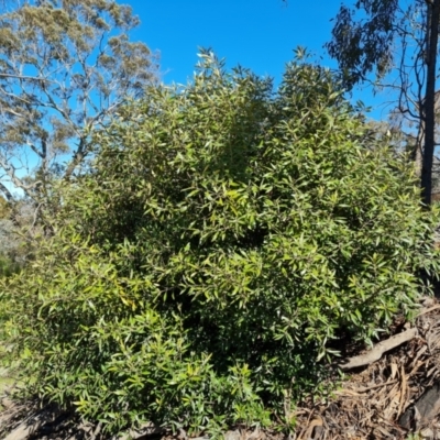 Olea europaea subsp. cuspidata (African Olive) at Mount Mugga Mugga - 9 Oct 2021 by Mike