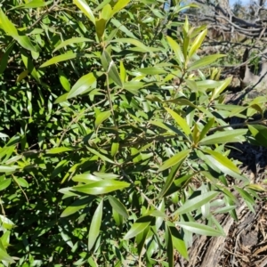 Olea europaea subsp. cuspidata at Jerrabomberra, ACT - 9 Oct 2021