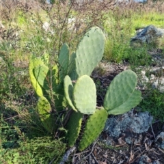 Opuntia stricta (Common Prickly Pear) at Jerrabomberra, ACT - 9 Oct 2021 by Mike