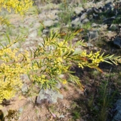 Acacia fimbriata (Fringed Wattle) at Mount Mugga Mugga - 9 Oct 2021 by Mike