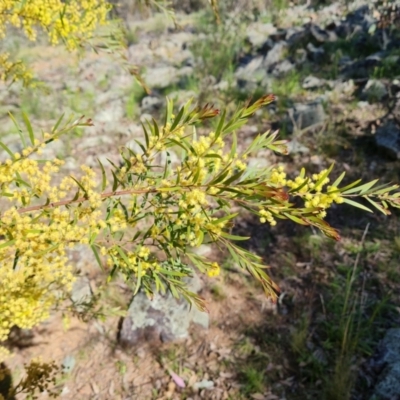 Acacia fimbriata (Fringed Wattle) at Red Hill, ACT - 9 Oct 2021 by Mike