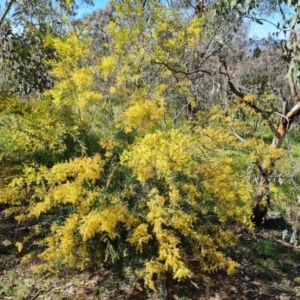 Acacia fimbriata at Red Hill, ACT - 9 Oct 2021