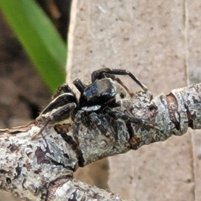 Jotus auripes (Jumping spider) at Namadgi National Park - 9 Oct 2021 by tpreston