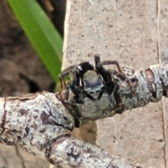 Jotus auripes at Tennent, ACT - 9 Oct 2021 01:23 PM