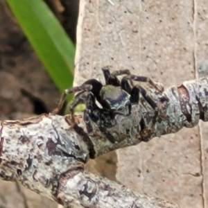 Jotus auripes at Tennent, ACT - 9 Oct 2021 01:23 PM