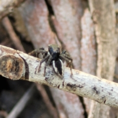 Jotus auripes at Tennent, ACT - 9 Oct 2021 01:23 PM