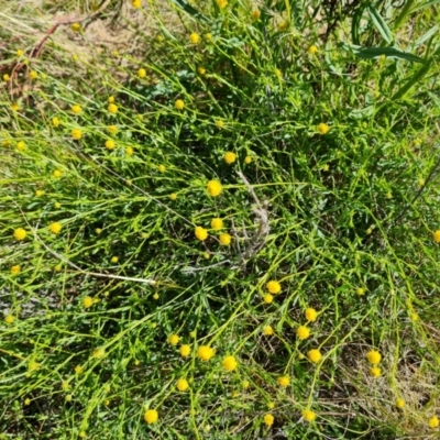 Calotis lappulacea (Yellow Burr Daisy) at Mount Mugga Mugga - 9 Oct 2021 by Mike