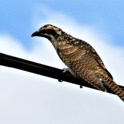 Eudynamys orientalis (Pacific Koel) at Chapman, ACT - 3 Feb 2021 by ChrisAppleton