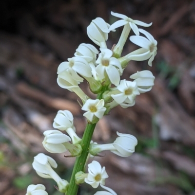 Stackhousia monogyna (Creamy Candles) at Fargunyah, NSW - 8 Oct 2021 by Darcy