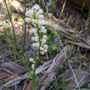 Stackhousia monogyna at Fargunyah, NSW - 9 Oct 2021