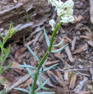 Stackhousia monogyna at Fargunyah, NSW - 9 Oct 2021