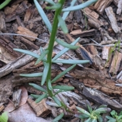 Stackhousia monogyna at Fargunyah, NSW - 9 Oct 2021 10:28 AM