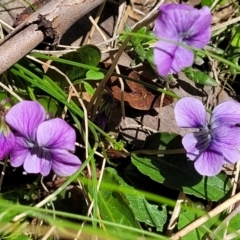 Viola betonicifolia subsp. betonicifolia (Arrow-Leaved Violet) at Namadgi National Park - 9 Oct 2021 by tpreston