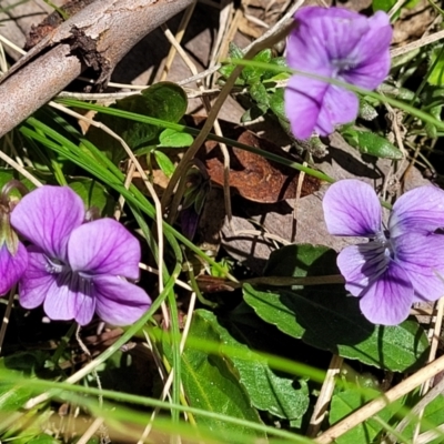 Viola betonicifolia subsp. betonicifolia (Arrow-Leaved Violet) at Namadgi National Park - 9 Oct 2021 by tpreston