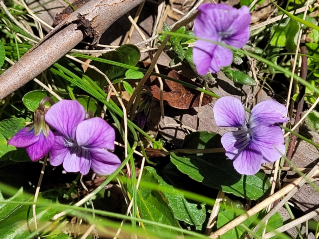 Viola betonicifolia subsp. betonicifolia at Tennent, ACT - 9 Oct 2021