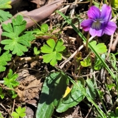 Viola betonicifolia subsp. betonicifolia at Tennent, ACT - 9 Oct 2021 01:29 PM