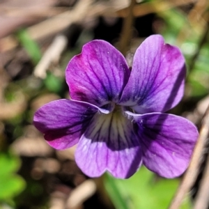 Viola betonicifolia subsp. betonicifolia at Tennent, ACT - 9 Oct 2021 01:29 PM