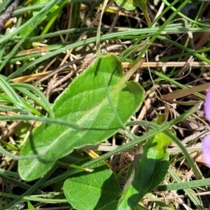 Viola betonicifolia subsp. betonicifolia at Tennent, ACT - 9 Oct 2021 01:29 PM