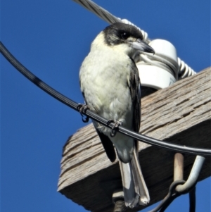 Cracticus torquatus at Chapman, ACT - 15 Apr 2021