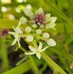 Stackhousia monogyna (Creamy Candles) at Tennent, ACT - 9 Oct 2021 by tpreston