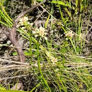 Stackhousia monogyna at Tennent, ACT - 9 Oct 2021