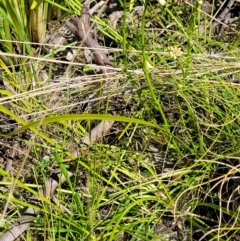 Stackhousia monogyna at Tennent, ACT - 9 Oct 2021