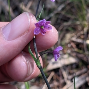 Arthropodium minus at Fargunyah, NSW - 9 Oct 2021