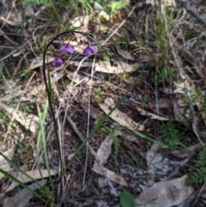 Arthropodium minus at Fargunyah, NSW - 9 Oct 2021 10:30 AM